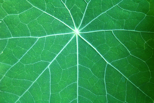 Leaf Image